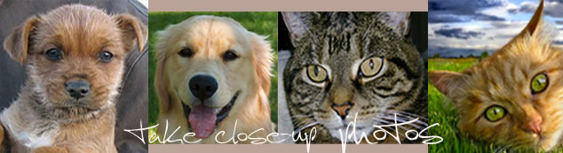 Take close up pet photos 