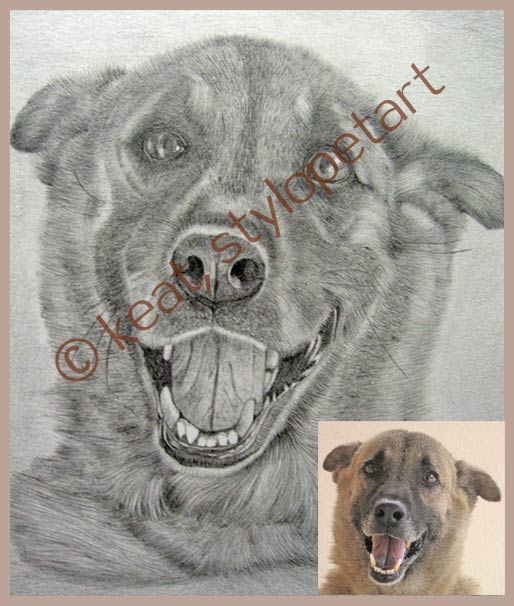 graphite pencil drawings of pet portraits