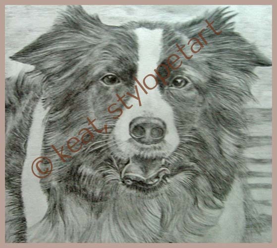 graphite pencil drawings by stylo pet art