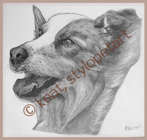 graphic pencil drawing - collie